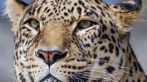 Preview wallpaper leopard, big cat, glance, predator, face