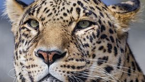 Preview wallpaper leopard, big cat, glance, predator, face