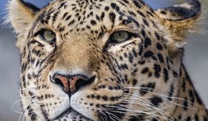 Preview wallpaper leopard, big cat, glance, predator, face