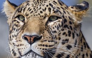 Preview wallpaper leopard, big cat, glance, predator, face