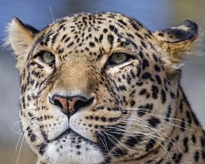 Preview wallpaper leopard, big cat, glance, predator, face