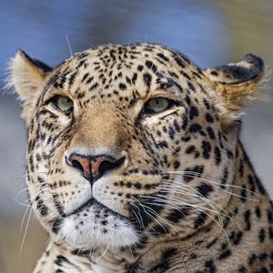Preview wallpaper leopard, big cat, glance, predator, face