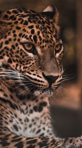 Preview wallpaper leopard, big cat, glance, predator, spots