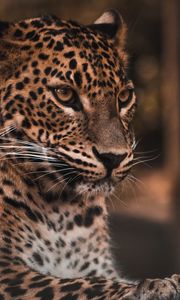 Preview wallpaper leopard, big cat, glance, predator, spots