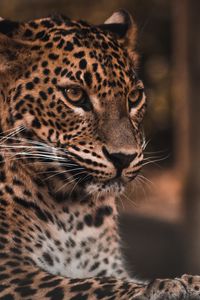 Preview wallpaper leopard, big cat, glance, predator, spots