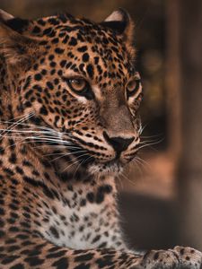 Preview wallpaper leopard, big cat, glance, predator, spots