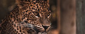Preview wallpaper leopard, big cat, glance, predator, spots
