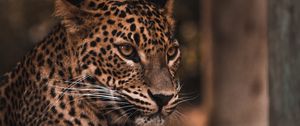 Preview wallpaper leopard, big cat, glance, predator, spots