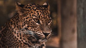 Preview wallpaper leopard, big cat, glance, predator, spots