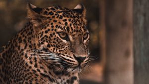 Preview wallpaper leopard, big cat, glance, predator, spots