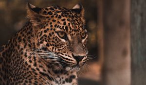 Preview wallpaper leopard, big cat, glance, predator, spots