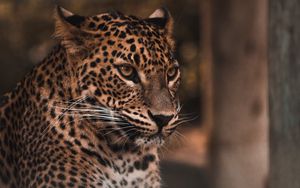 Preview wallpaper leopard, big cat, glance, predator, spots