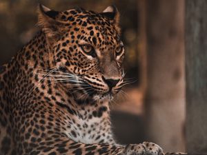 Preview wallpaper leopard, big cat, glance, predator, spots