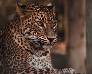 Preview wallpaper leopard, big cat, glance, predator, spots