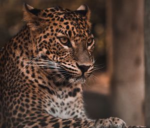 Preview wallpaper leopard, big cat, glance, predator, spots