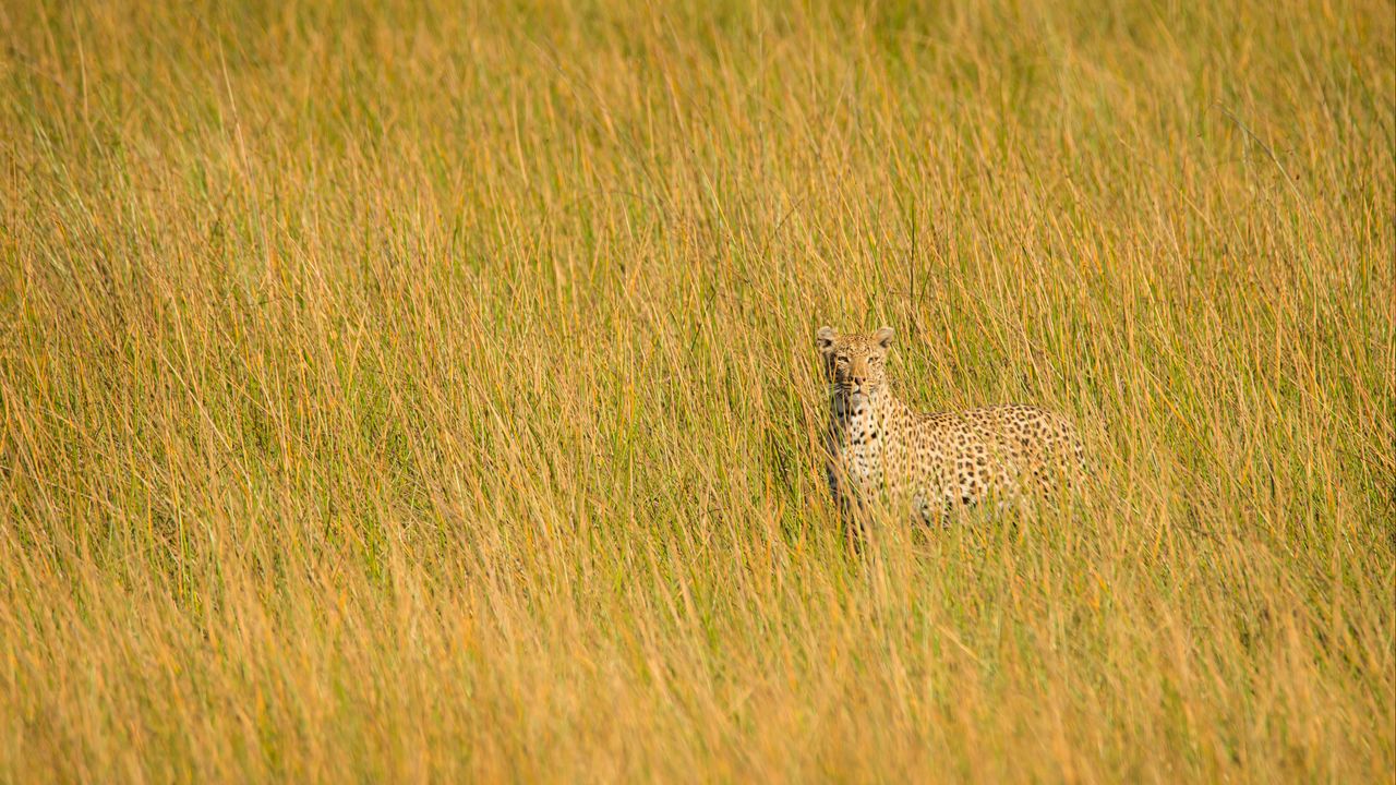Wallpaper leopard, big cat, glance, predator, grass