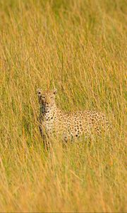 Preview wallpaper leopard, big cat, glance, predator, grass
