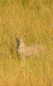 Preview wallpaper leopard, big cat, glance, predator, grass