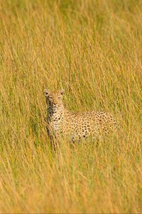 Preview wallpaper leopard, big cat, glance, predator, grass