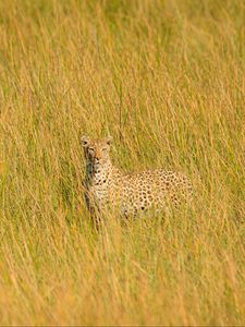 Preview wallpaper leopard, big cat, glance, predator, grass