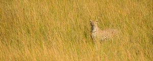 Preview wallpaper leopard, big cat, glance, predator, grass