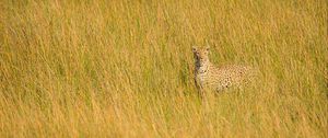 Preview wallpaper leopard, big cat, glance, predator, grass