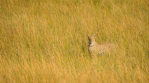 Preview wallpaper leopard, big cat, glance, predator, grass