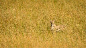 Preview wallpaper leopard, big cat, glance, predator, grass