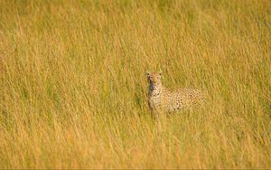 Preview wallpaper leopard, big cat, glance, predator, grass