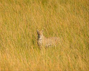 Preview wallpaper leopard, big cat, glance, predator, grass