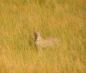 Preview wallpaper leopard, big cat, glance, predator, grass