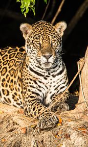 Preview wallpaper leopard, big cat, glance, predator, muzzle, spots