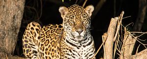 Preview wallpaper leopard, big cat, glance, predator, muzzle, spots