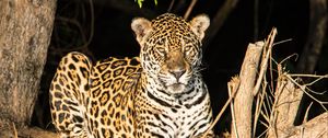 Preview wallpaper leopard, big cat, glance, predator, muzzle, spots