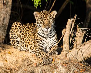 Preview wallpaper leopard, big cat, glance, predator, muzzle, spots