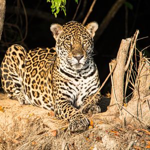 Preview wallpaper leopard, big cat, glance, predator, muzzle, spots