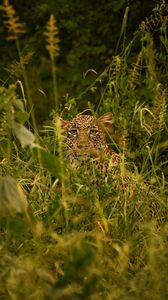 Preview wallpaper leopard, big cat, glance, predator, grass, disguise