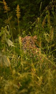 Preview wallpaper leopard, big cat, glance, predator, grass, disguise