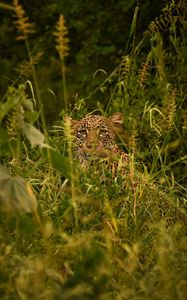 Preview wallpaper leopard, big cat, glance, predator, grass, disguise