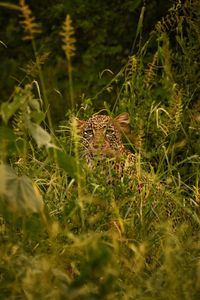 Preview wallpaper leopard, big cat, glance, predator, grass, disguise