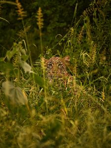 Preview wallpaper leopard, big cat, glance, predator, grass, disguise