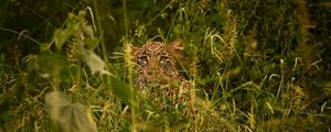 Preview wallpaper leopard, big cat, glance, predator, grass, disguise