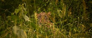 Preview wallpaper leopard, big cat, glance, predator, grass, disguise