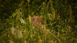 Preview wallpaper leopard, big cat, glance, predator, grass, disguise