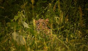 Preview wallpaper leopard, big cat, glance, predator, grass, disguise