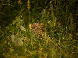 Preview wallpaper leopard, big cat, glance, predator, grass, disguise