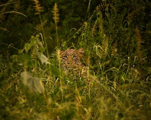 Preview wallpaper leopard, big cat, glance, predator, grass, disguise