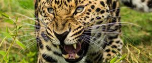 Preview wallpaper leopard, big cat, glance, predator, jaws