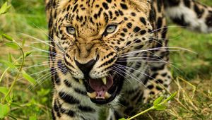 Preview wallpaper leopard, big cat, glance, predator, jaws