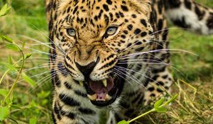 Preview wallpaper leopard, big cat, glance, predator, jaws
